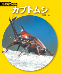 カブトムシ