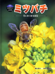 ミツバチ　花にあつまる昆虫