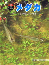 メダカ　小川や田んぼにすむ魚