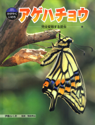 アゲハチョウ　完全変態する昆虫